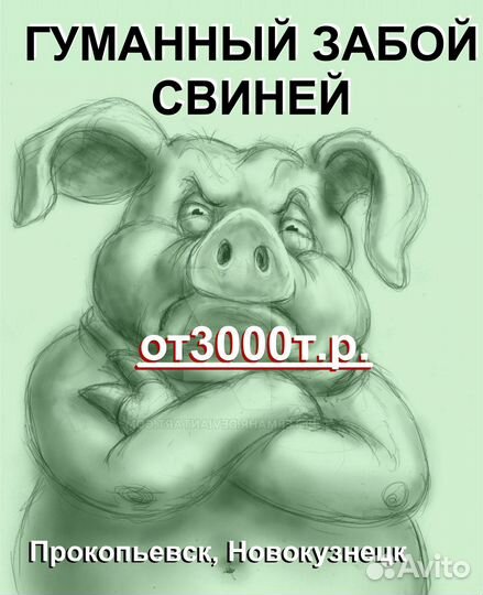 Забой свиней