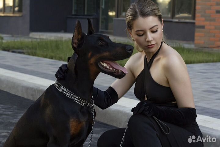 Доберман для фотосессии
