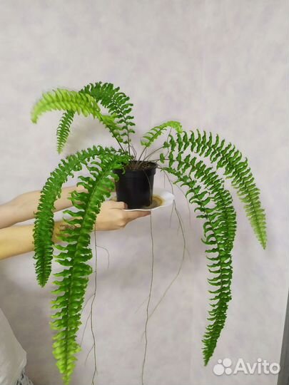 Папоротники