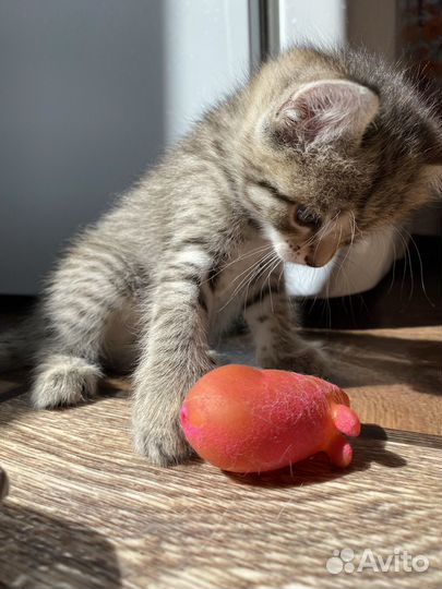 Котенок девочка