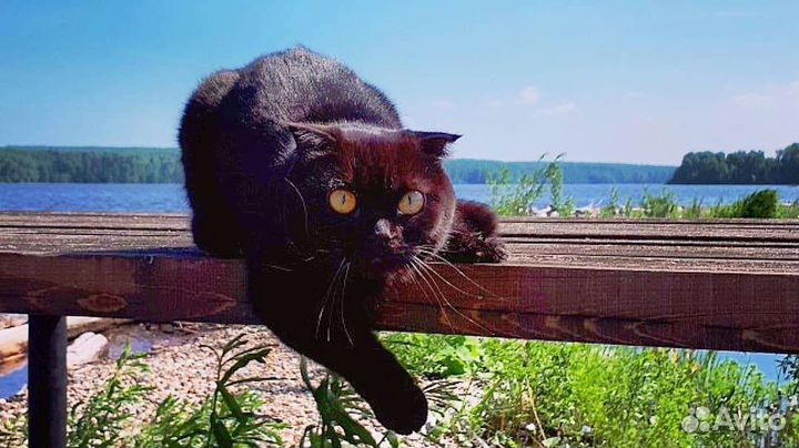 Шотландская кошка в дар