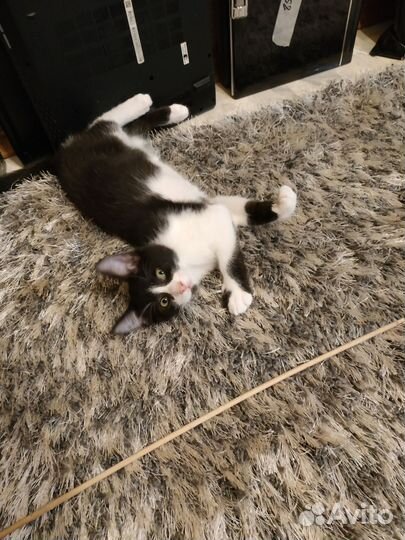 Котенок мальчик