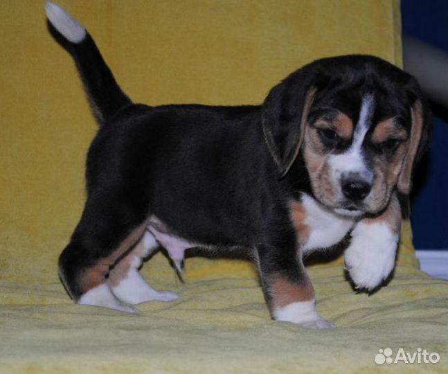 Щенки бигль