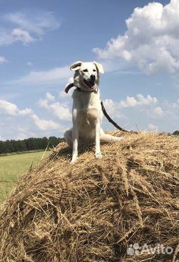 Добрая собачка 4 года в хорошие руки