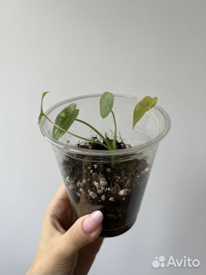 Алоказия кукулата