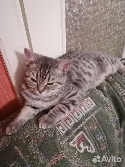 Кошка на вязку