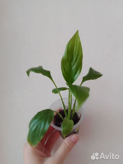 Спатифиллум