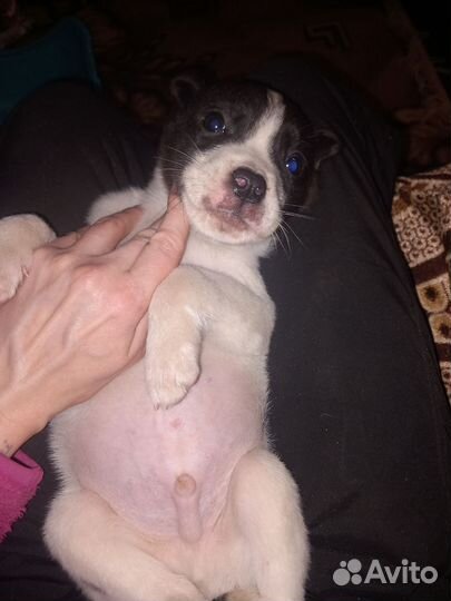 Щенок питбуля