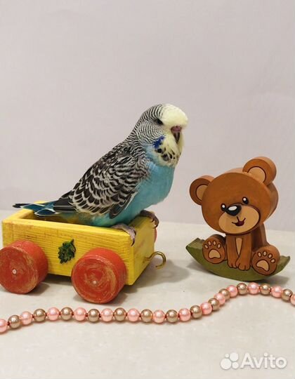 Выставочные волнистые попугаи чехи