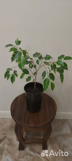 Сансевиерия ханни, фикус Бенджамина Голден кинг