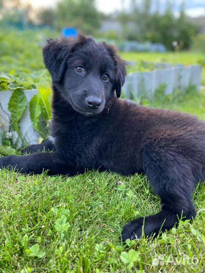 Собака в добрые руки щенок