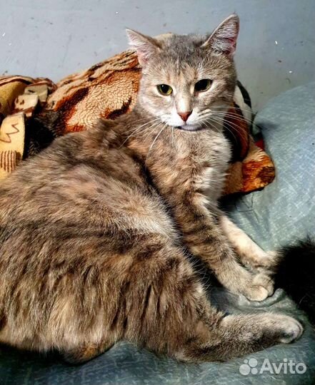 Шпротики в приюте увы могут остаться навсегда