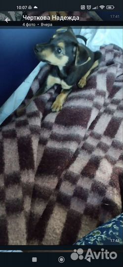 Той терьер щенок