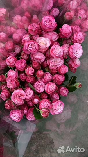 Кустовые, пионовидные розы опт прямая поставка