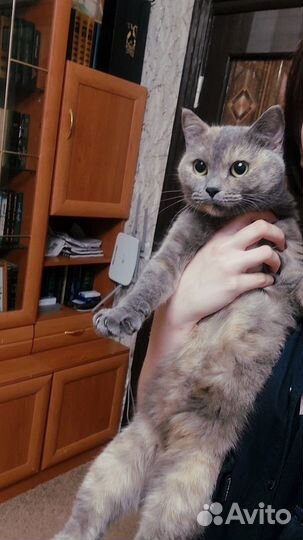 Британская