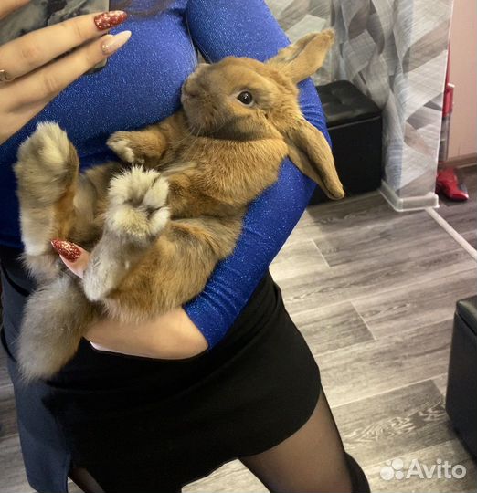 Вязка кроликов