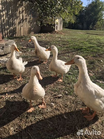 Утки муларды