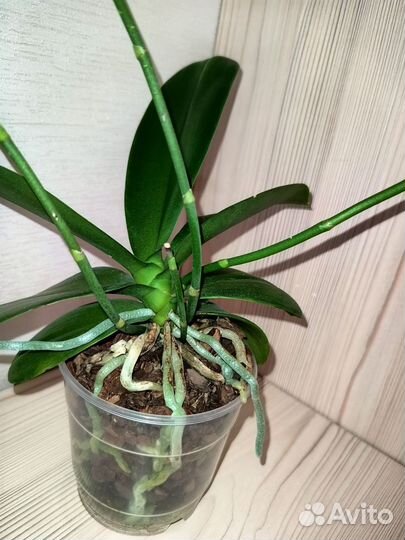 Орхидея фаленопсис charming crystal water