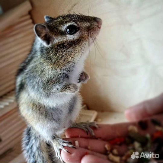 Бурундуки бурундучки