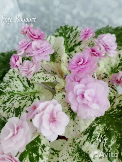 Сортовые фиалки