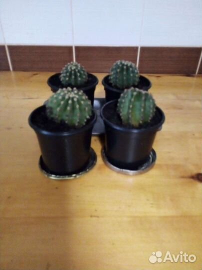 Цветы комнатные