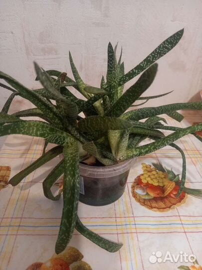 Алоэ тигровое