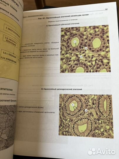 Атлас по гистологии