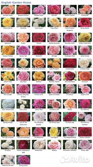 Английские сорта роз на осень 2023г