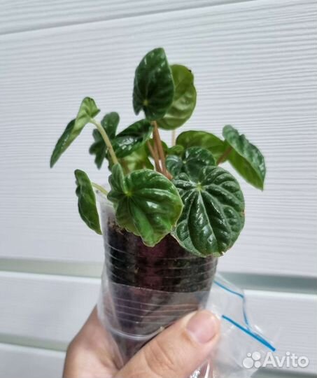 Пеперомия Лилиан