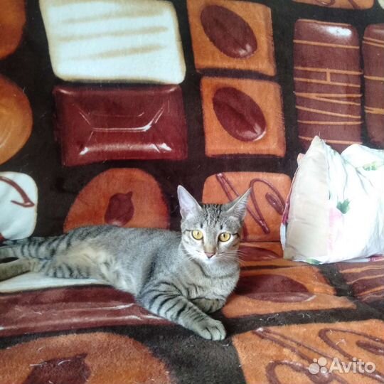 Кошка стерилизованная