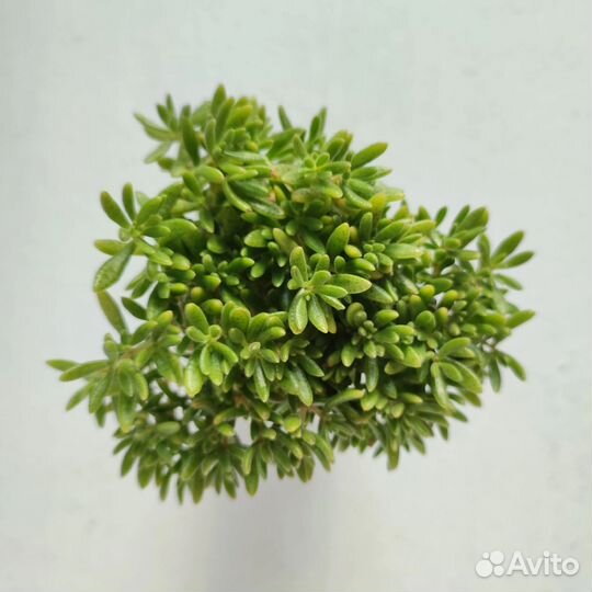 Суккуленты