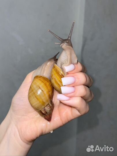 Ахатина Занзибарика