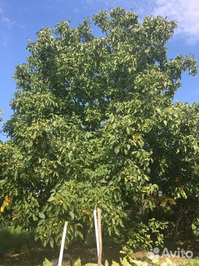 Орех грецкий