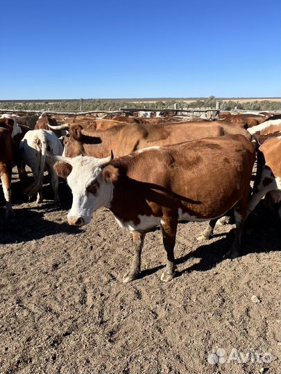 Коровы и телки бык