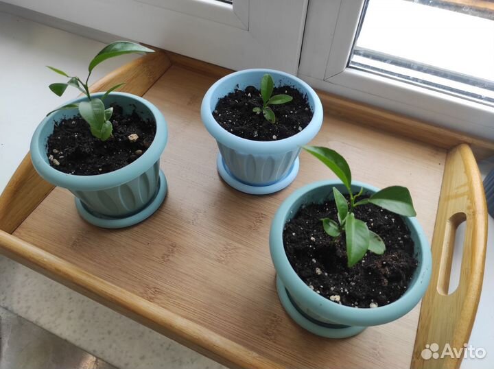 Мандарины милашки