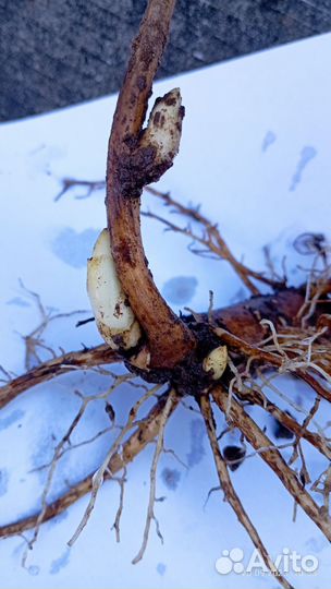 Пион Лоис Чойс