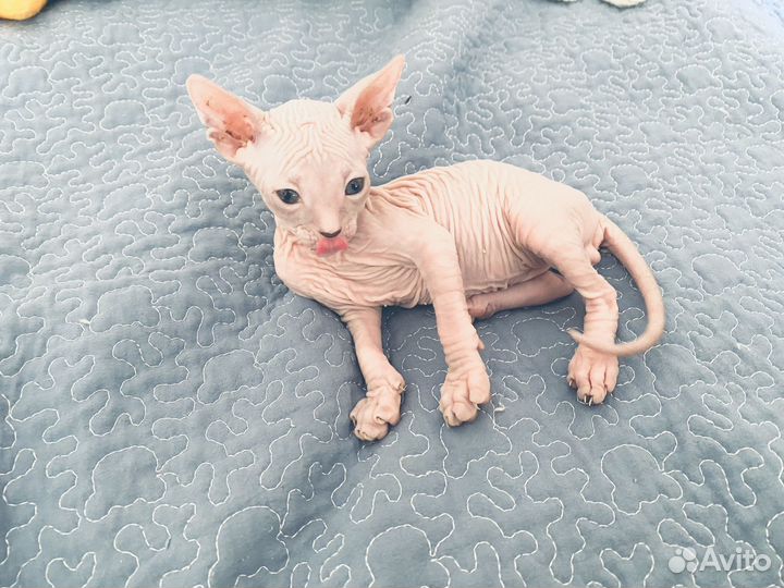 Донской сфинкс котята