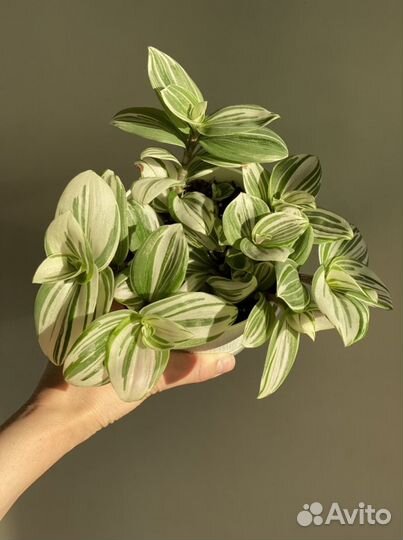 Традесканция кудрявая