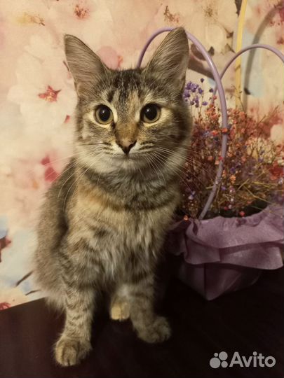 Кошка в дар