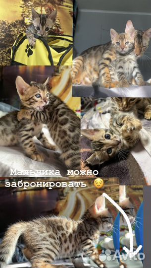 Бенгальские котята