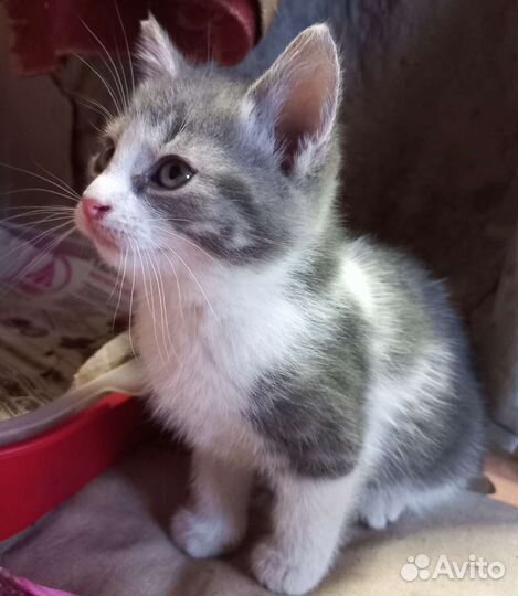 Котенок необыкновенной нежности