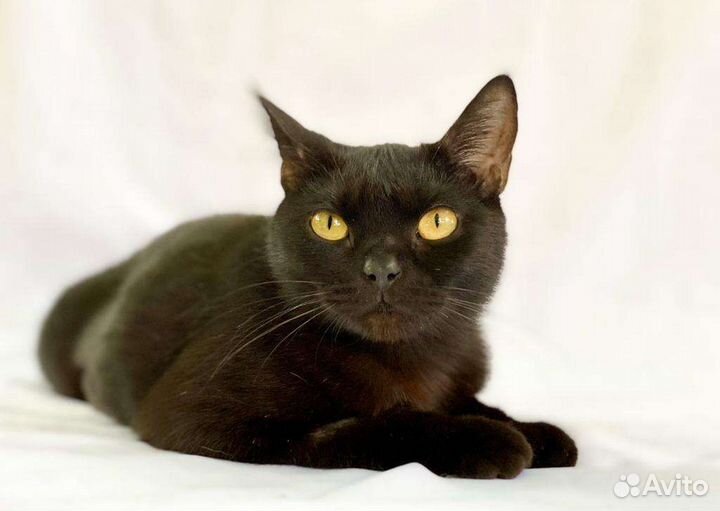 Бурманская порода