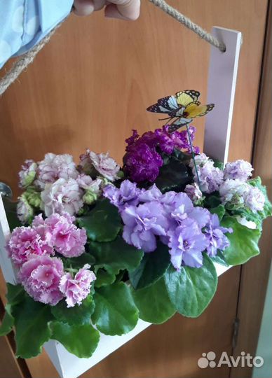 Сортовые фиалки