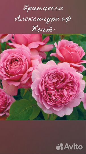 Саженцы роз