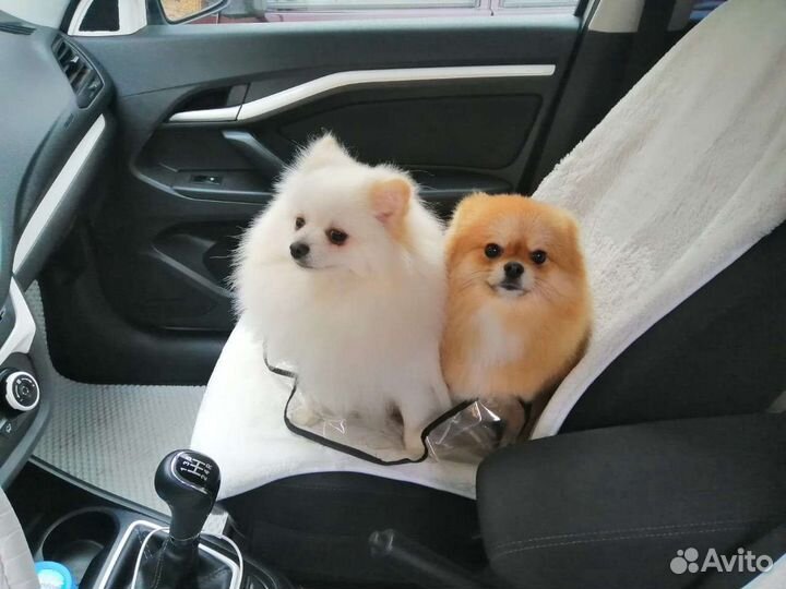 Шпиц Чемпион на вязку