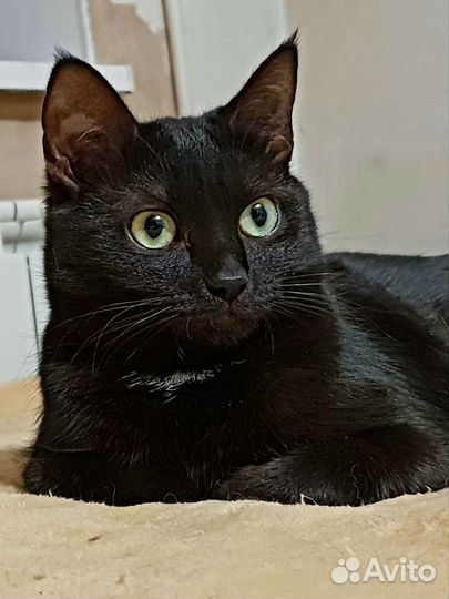 Кошечка в добрые руки