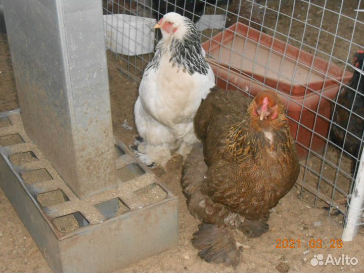 Куры и петушки Брама Колумбийская
