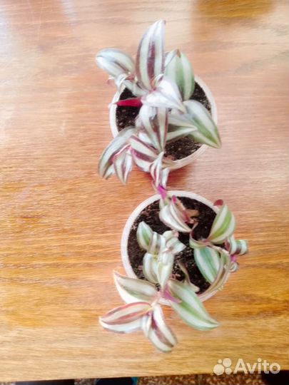 Традесканция зебрина