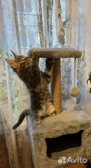 Котик мейн-Кун