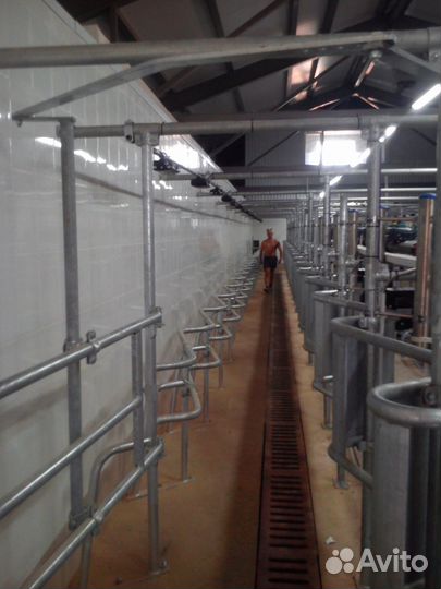 Доильный зал для коров Елочка SCR